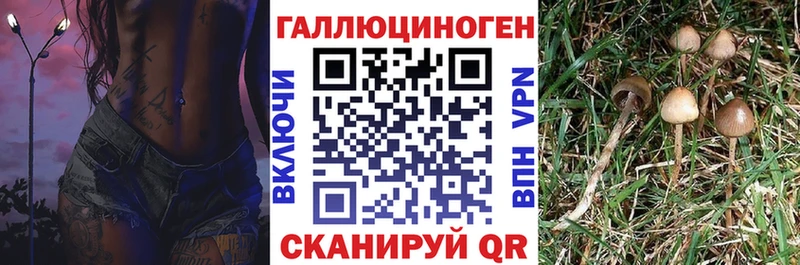 Купить закладки  Мончегорск  Псилоцибиновые грибы Cubensis 